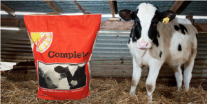 shine complete calf milk replacer|